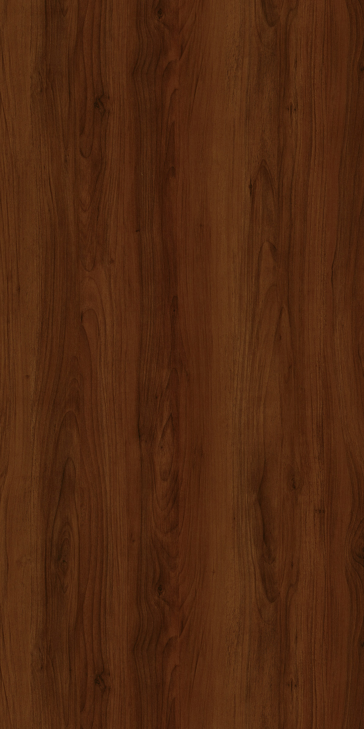KNOTTY CYPRESS
