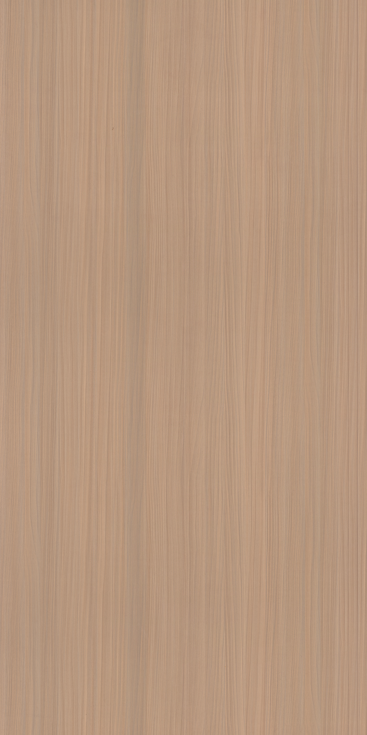 SERBIAN ELM